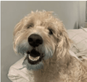 multimedia specifications - example 1