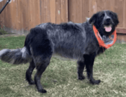 multimedia specifications - example 2